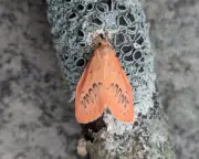 Rosy footman moth: a peachy summer beauty in Wales