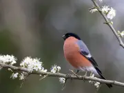 RSPB advises suspending seed feeding to curb bird disease spread