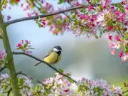 RSPB: Two simple ways to protect garden birds from disease