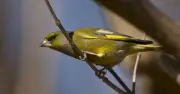 RSPB: Two-step method to protect UK garden birds from disease