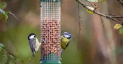 RSPB warning to anyone with a bird feeder in their garden