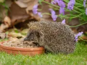 RSPCA advice after woman spots hedgehog wandering in daylight