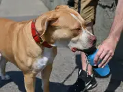 RSPCA confirms 5 dog breeds banned in UK as XL Bully cruelty rises