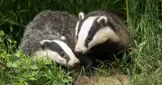RSPCA 'Do It Each Day' Advice to Support Wildlife in Dry Weather