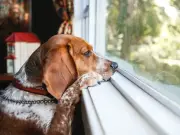 RSPCA issues 'lockdown' warning for pet owners amid UK heatwave