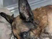 RSPCA probes dog's death in Ormskirk street