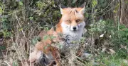 RSPCA reveals fox-friendly foods and what to avoid