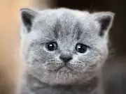 RSPCA Urges Public to Adopt Cats Amid Kitten Season Crisis