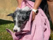 RSPCA warns against damp towels on dogs in heatwave