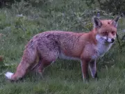 RSPCA warns it's illegal to harm foxes in your garden
