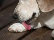 RSPCA Warns Pet Owners About Tick Parasite Dangers