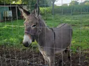 Runaway donkey jumps into van injuring three in Germany