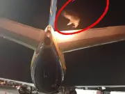 Ryanair flight delayed by vulture refusing to leave plane wing