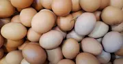 Salmonella cases linked to imported eggs rise to 259 with one death