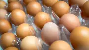 Salmonella outbreak kills one and sickens hundreds in UK