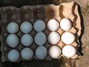 Salmonella outbreak linked to imported eggs kills one in UK