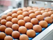 Salmonella outbreak linked to imported eggs kills one, sickens 207