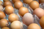 Salmonella outbreak linked to imported eggs, one death reported