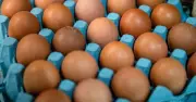 Salmonella Outbreak: One Dead, 207 Ill as Eggs Probed