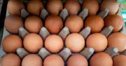 Salmonella warning: UK outbreak hits 207 cases, hygiene expert shares egg safety tips