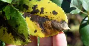 Save Roses and Hydrangeas from Black Spot with Cornmeal
