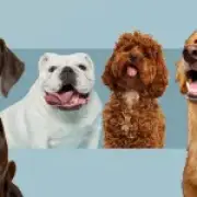 Say Goodbye to the Cockapoo: The Next Trendy Dog Breed Is Here