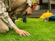 Scarify your lawn in late summer for thicker, greener grass