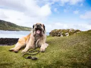 Scotland's best dog walks revealed: Lost Valley tops list