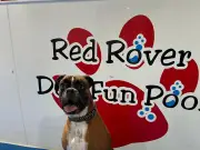 Scotland's Only Dog-Friendly Pool Lets Owners Swim With Pups
