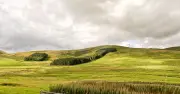 Scotland's 'penis woods' to be felled after 1800s planting