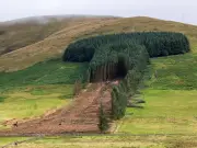 Scottish 'Penis Woods' Felled Despite 2,700-Signature Petition