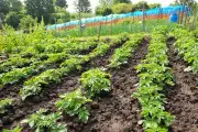 Scottish researchers develop new potato disease treatment