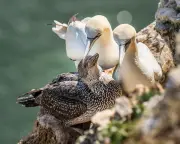 Scottish seabird hunt cancelled for first time in 400 years