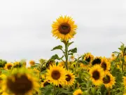 Scottish Sunflower Trail Offers Pick-Your-Own Blooms for £18 per Car