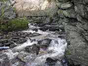 Scottish Village's Forest Walk Is a Real-Life Lord of the Rings