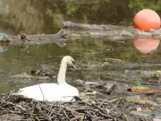 Scottish Water plans to protect South Calder Water
