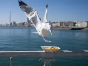Seagulls steal £171m of food from Brits every year, research finds