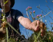 Self-Seeded Wildflower Meadow Thrives Without Planting