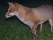 Seven simple habits to keep foxes and pests away from your bins