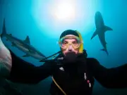 Shark Experts Warn Influencers Risk Bites for Content