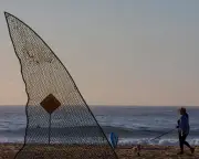 Sharks: Fear and Fascination in Australia's History