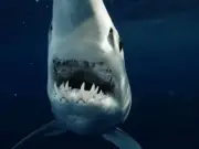 Sharkzilla is a protective mother mako, not a radioactive mutant