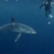Sharkzilla: Mutant Shark Fears Spark NYC Coast Chaos
