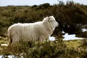 Sheep wool could make seaweed farming plastic free