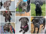 Shelter boss urges tougher sentences after dog cruelty case