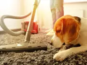 Shouting at vacuum to help scared dogs 'may make things worse'