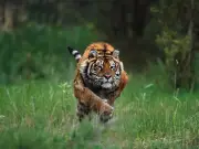 Siberian tiger rips man's arm off in cabin attack
