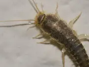 Silverfish August invasion 'stopped' by scattering 22p fruit