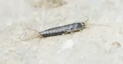 Silverfish in UK bathrooms: one showering task can deter them
