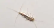 Silverfish infestations in UK homes signal costly damp problems